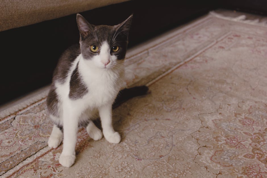 Close-up of a domestic setting featuring part of a beige, patterned area rug with intricate floral motifs, situated on a wooden floor. The surface appears clean but with visible pet urine stains and odours, highlighting the need for surface cleaning and sanitisation. In the background, the edge of a dark wooden furniture piece is visible, while natural lighting illuminates the room, emphasizing the texture of the rug and floor. The setting suggests a living room or similar interior space, with a focus on the importance of professional deep cleaning to maintain hygiene, as offered by Putney Carpet Cleaning for issues like pet odours.